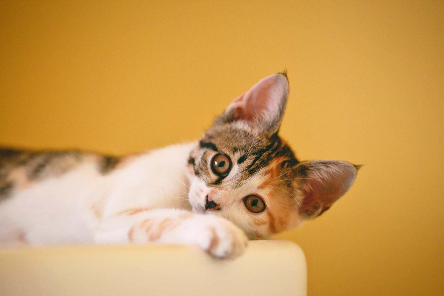 Seguro veterinario para gatos de Musky