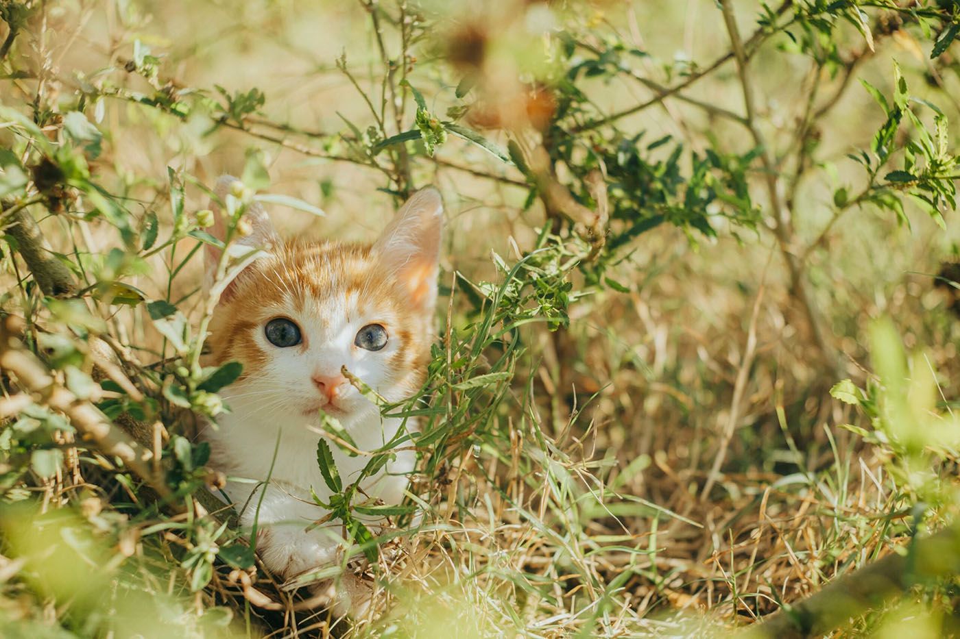 Un seguro de salud para mascotas te ayuda a prevenir enfermedades