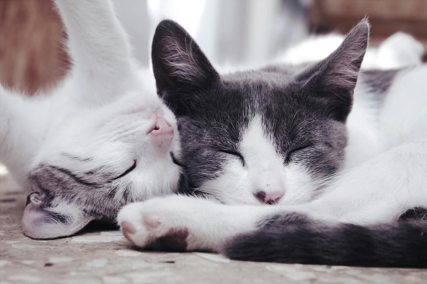 Adaptación gatos en casa