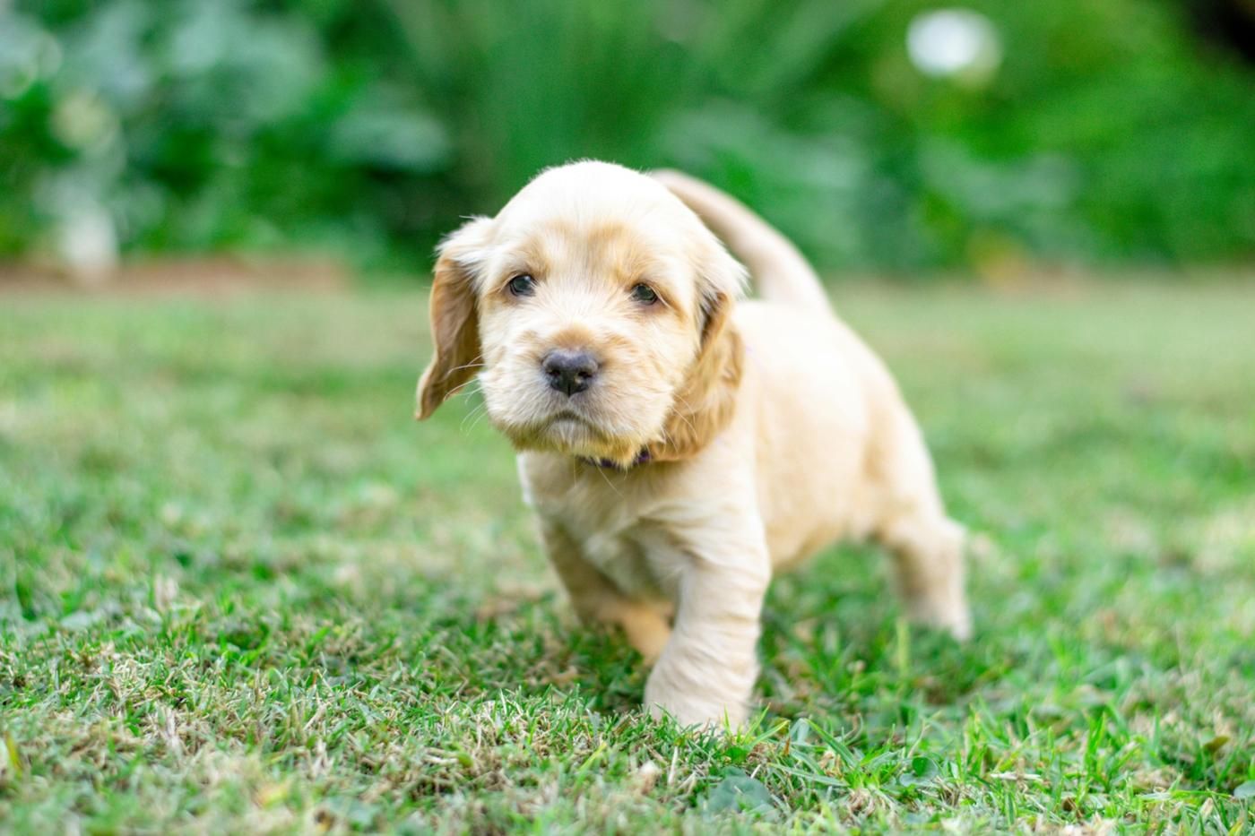 Cocker Spaniel cachorro entrenamiento en casa