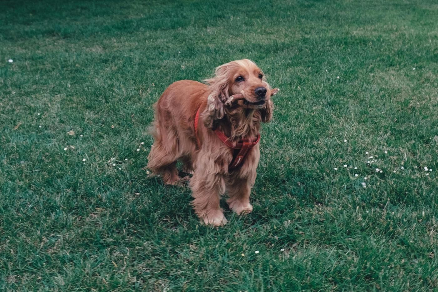 Cocker Spaniel socialización y juegos recomendados