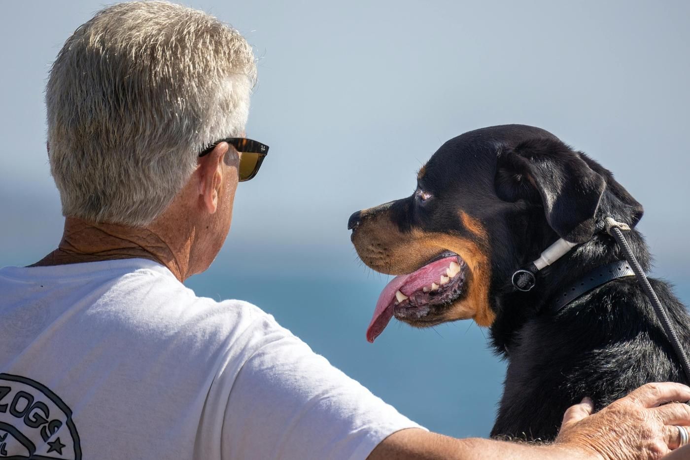 Seguro para perros