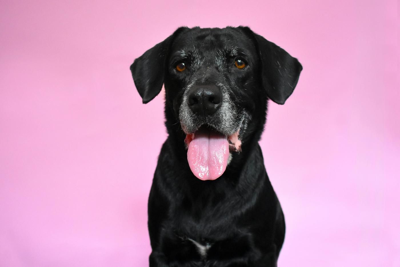 ¿Por qué contratar un seguro para perros puede marcar la diferencia en la salud de tu mascota?