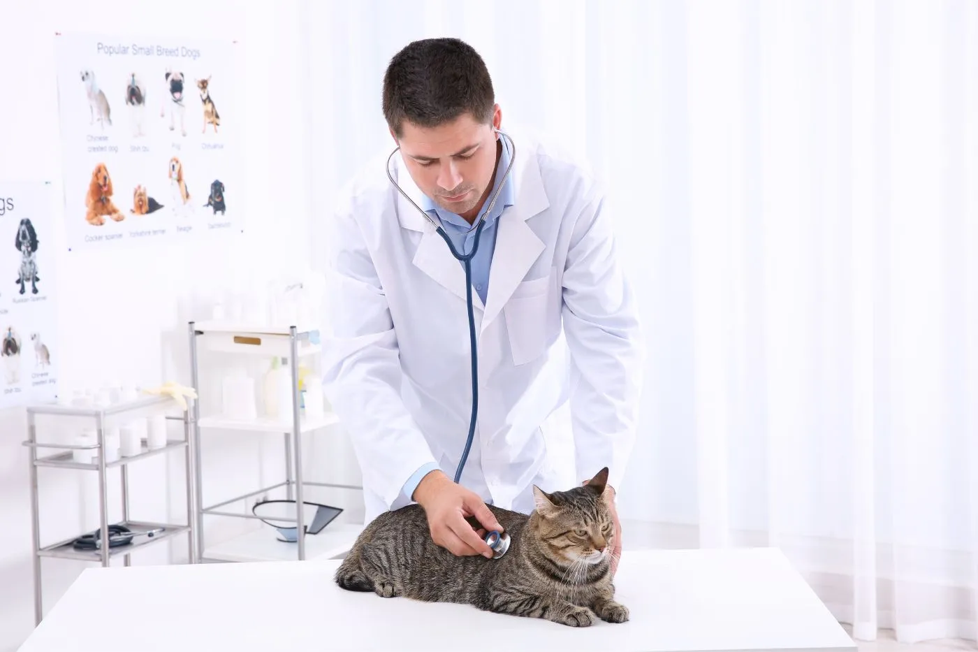Veterinarios en Zaragoza: mejores clínicas y hospitales 24h | Musky
