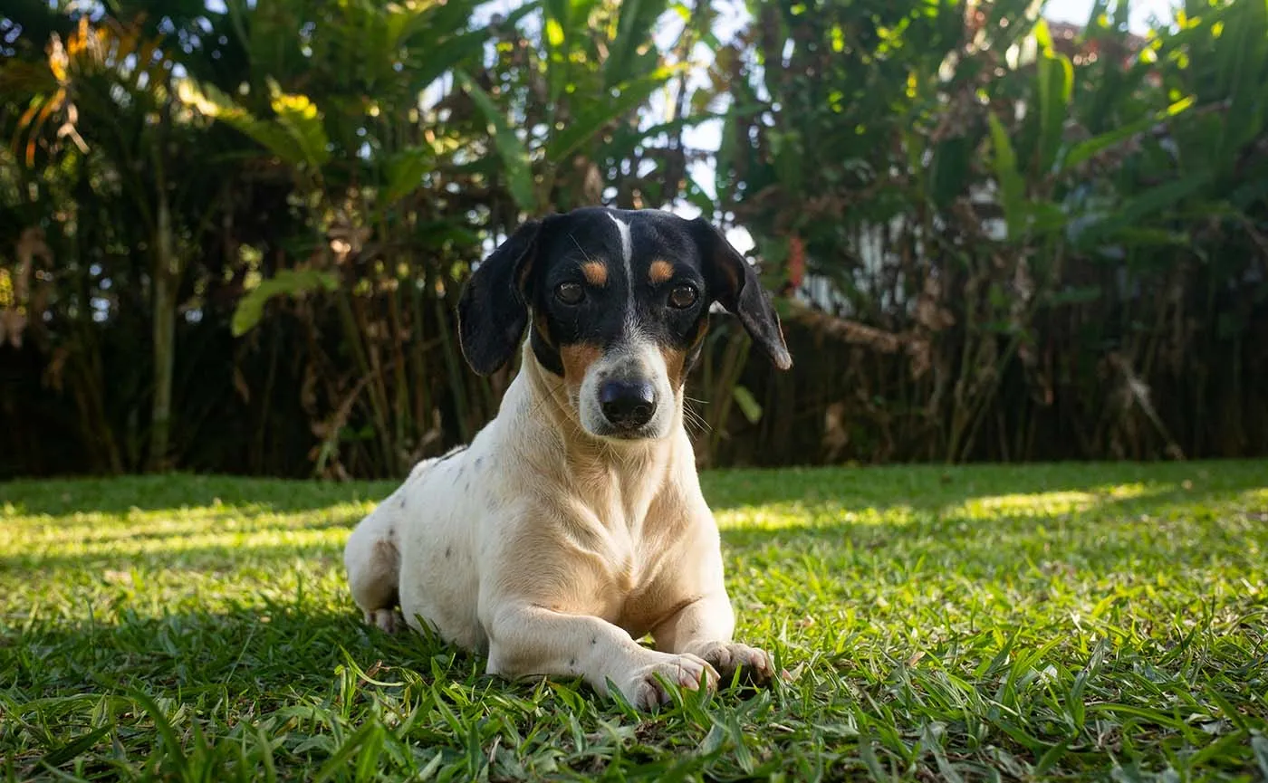 El Ratonero Bodeguero Andaluz el mejor amigo de las familias activas