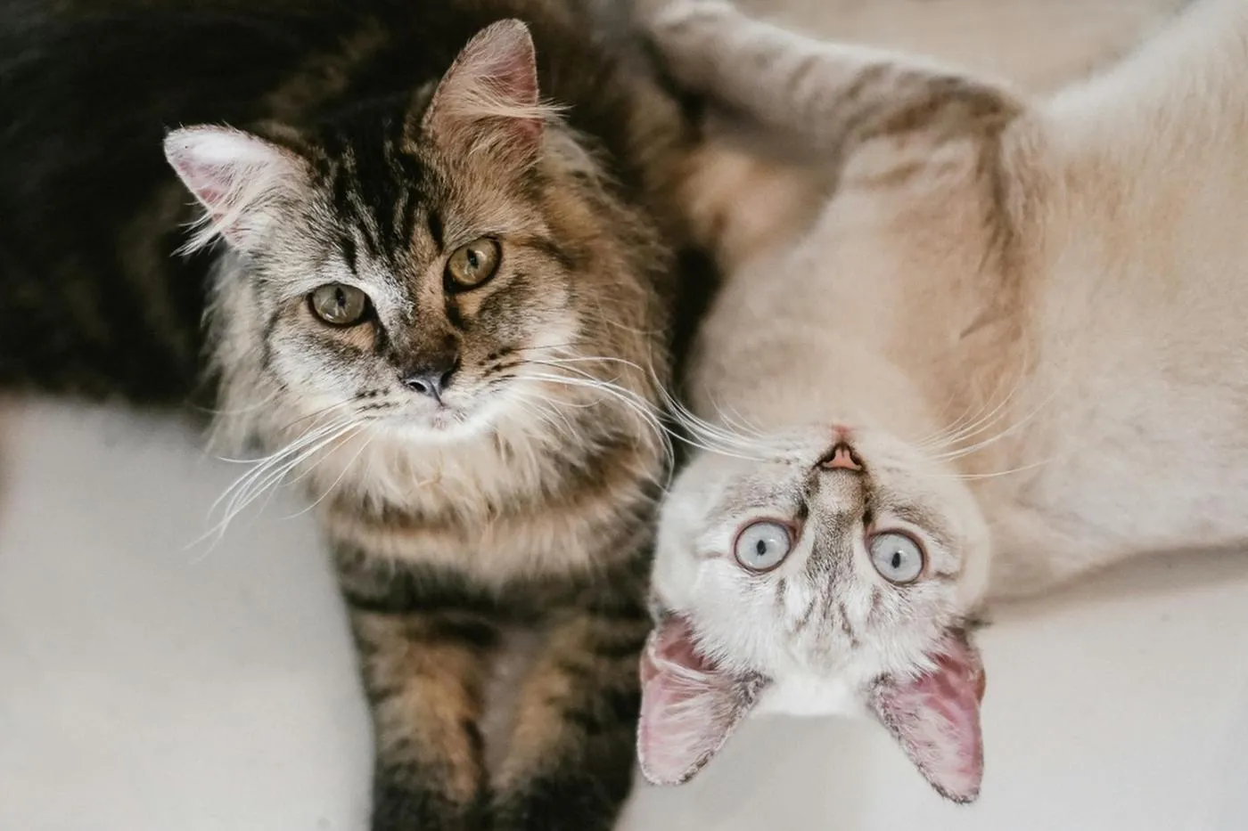 Cómo educar a tu gato cuando llega otro a casa: Guía para una buena convivencia felina
