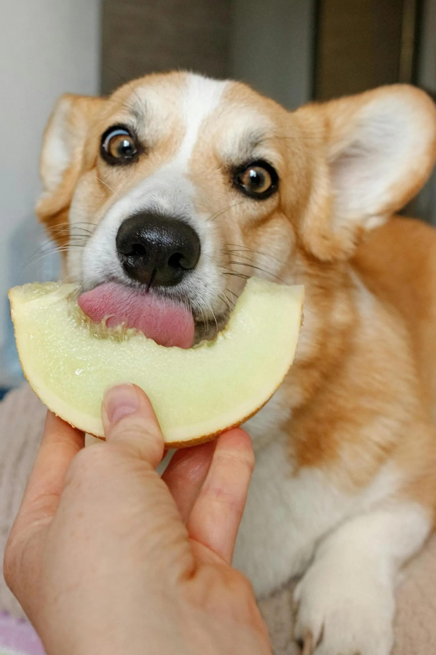 Alimentación funcional para perros y gatos: clave en la salud preventiva de tu mascota