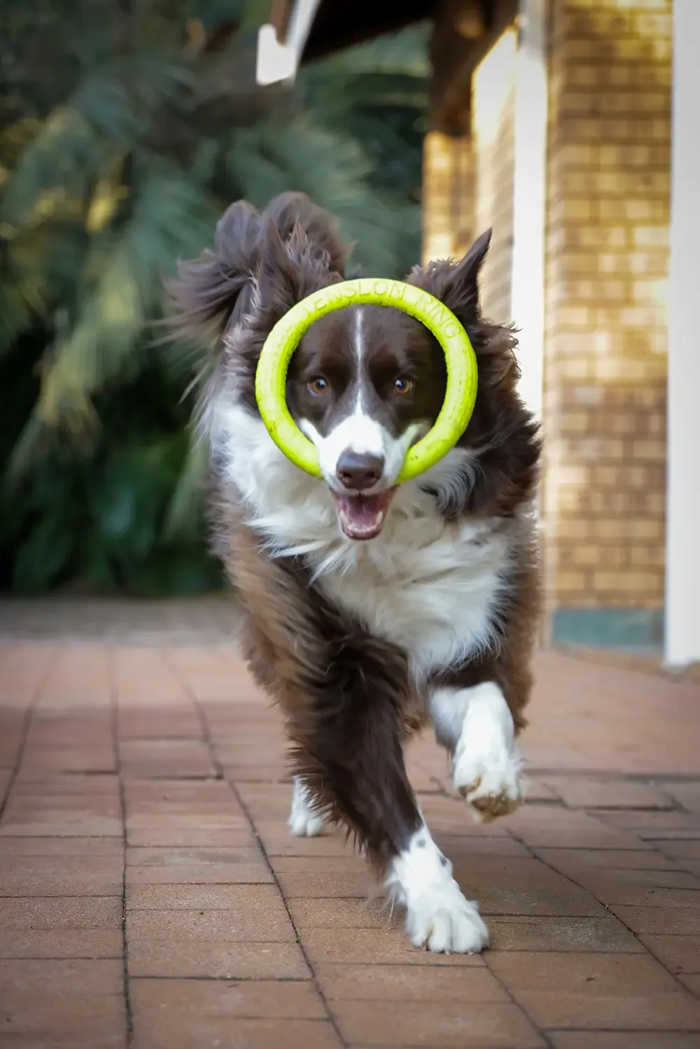 ¿Cuántas horas debe hacer ejercicio un Border Collie al día?