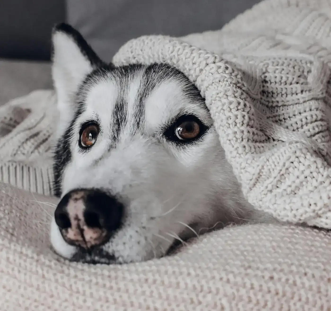 Remedios naturales para perros con miedo a la pirotecnia: cuida a tu mascota en la Noche de San Juan