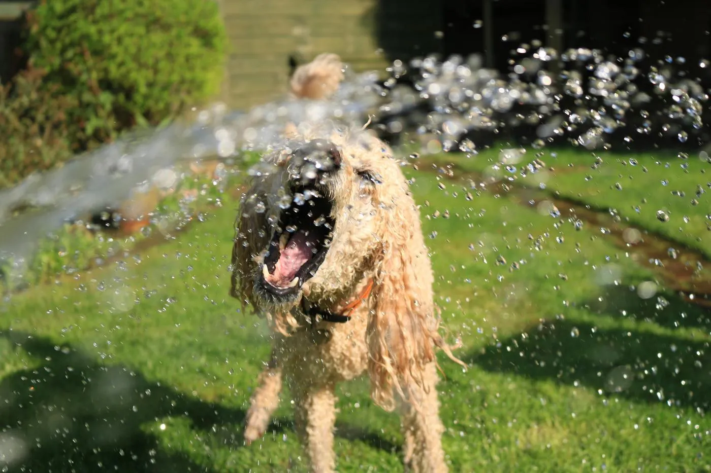 ¿Cuáles son los principales riesgos de intoxicación en perros durante el verano?