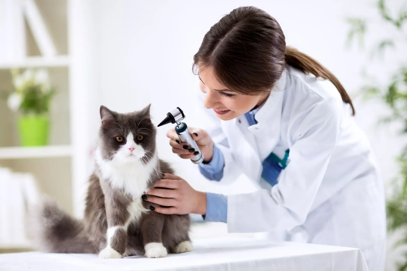 Veterinarios Madrid: Mejores clínicas 2025 | Musky