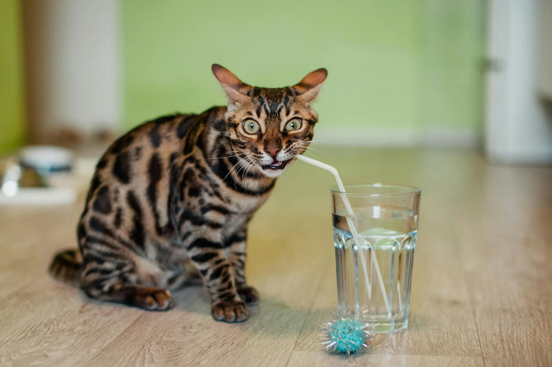 ¿Por qué tu gato no debe alimentarse solo con pienso seco? La importancia de la comida húmeda en su dieta