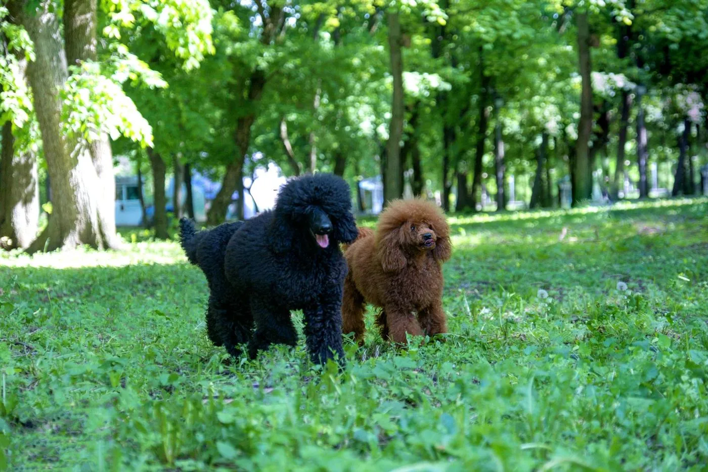 Cuidados de salud preventivos para caniche: guía esencial para una vida larga y feliz
