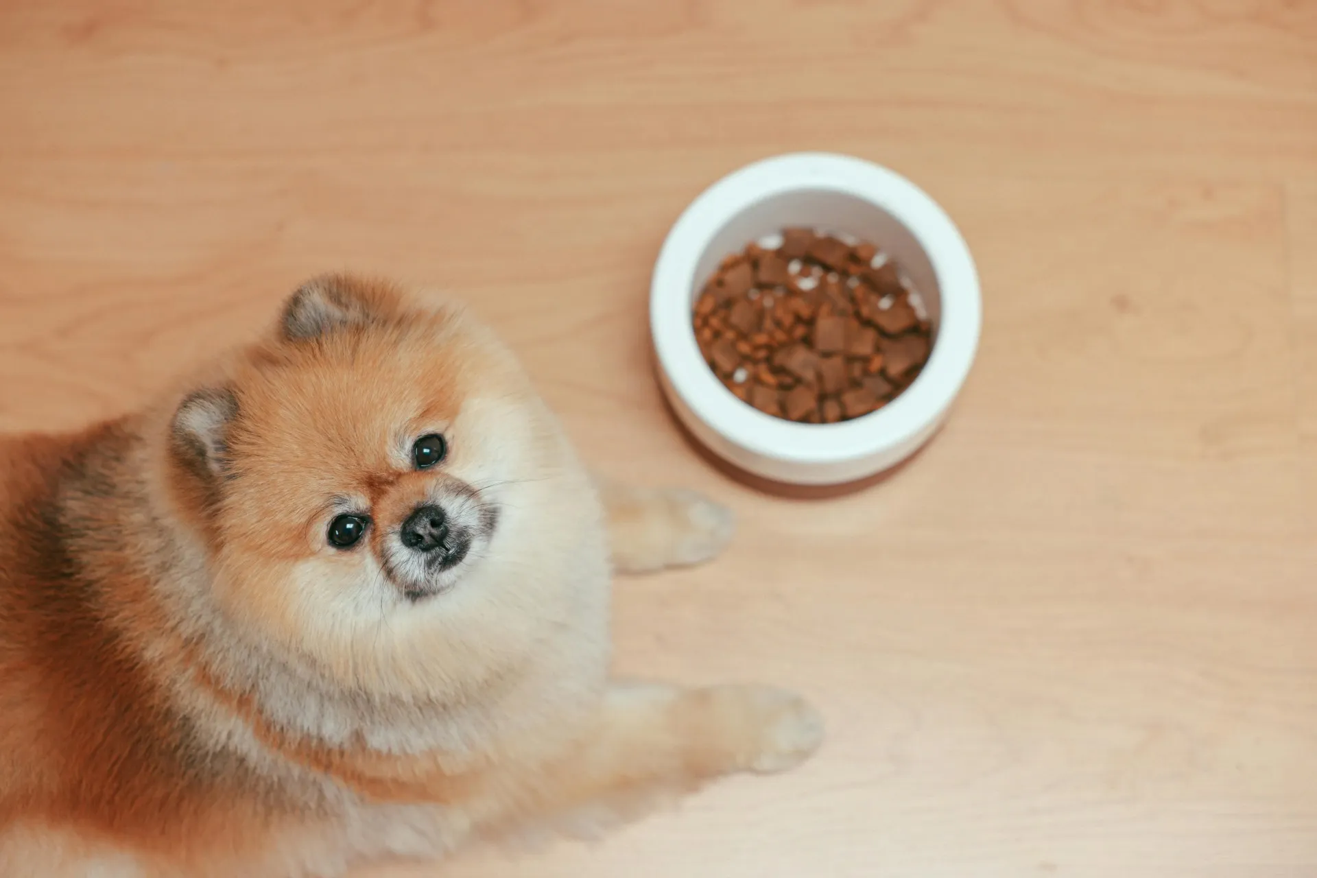 ¿Por qué mi perro no quiere comer en verano? Causas, consejos y soluciones efectivas