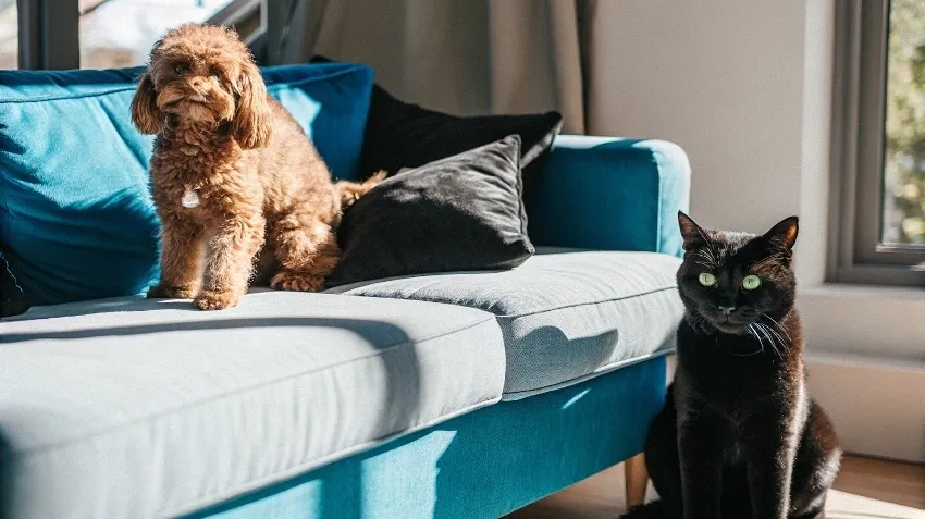 ¿Cómo funciona el seguro de salud para mascotas de Musky? Coberturas, precio y pasos