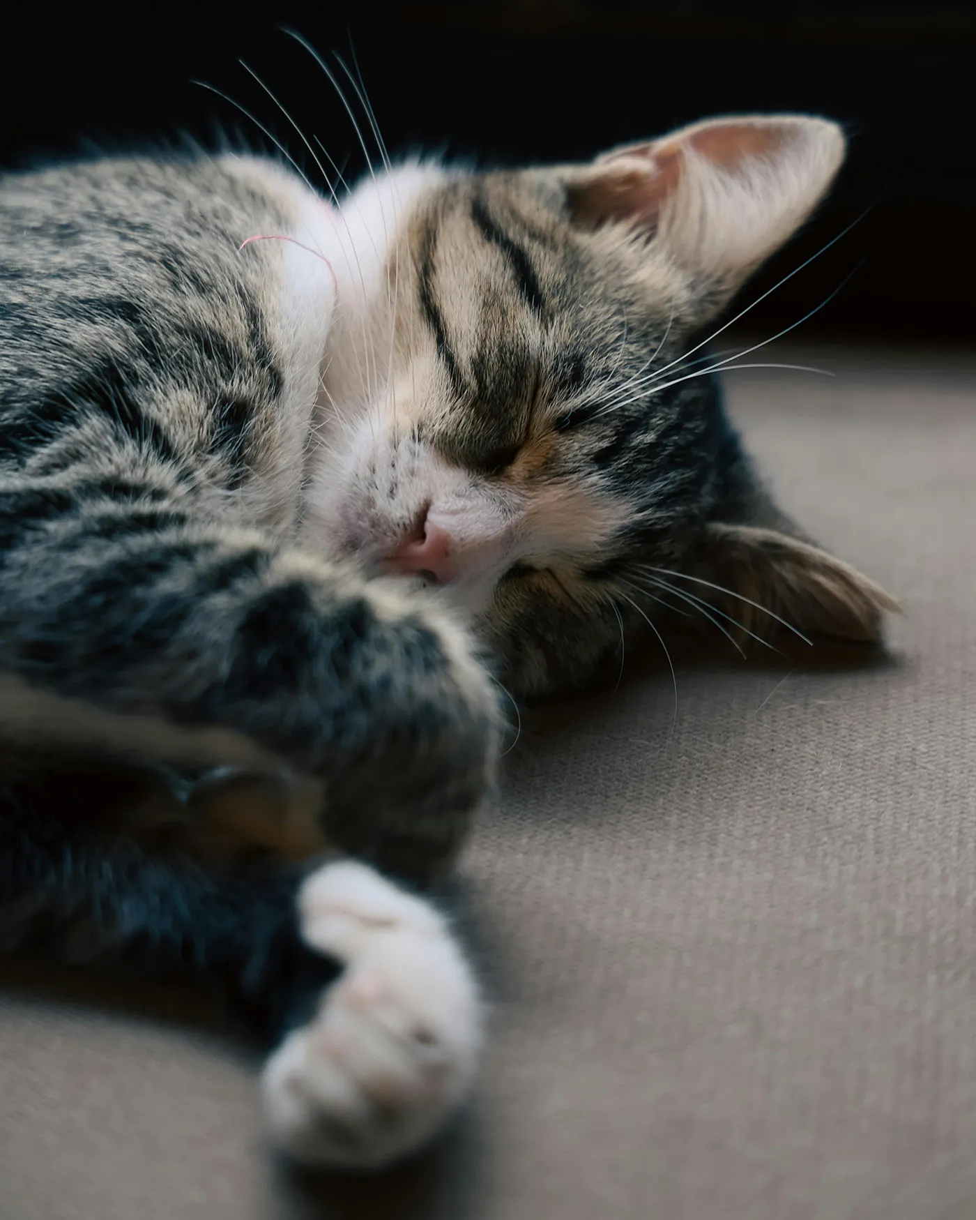 ¿Por qué los gatos duermen de lado izquierdo?