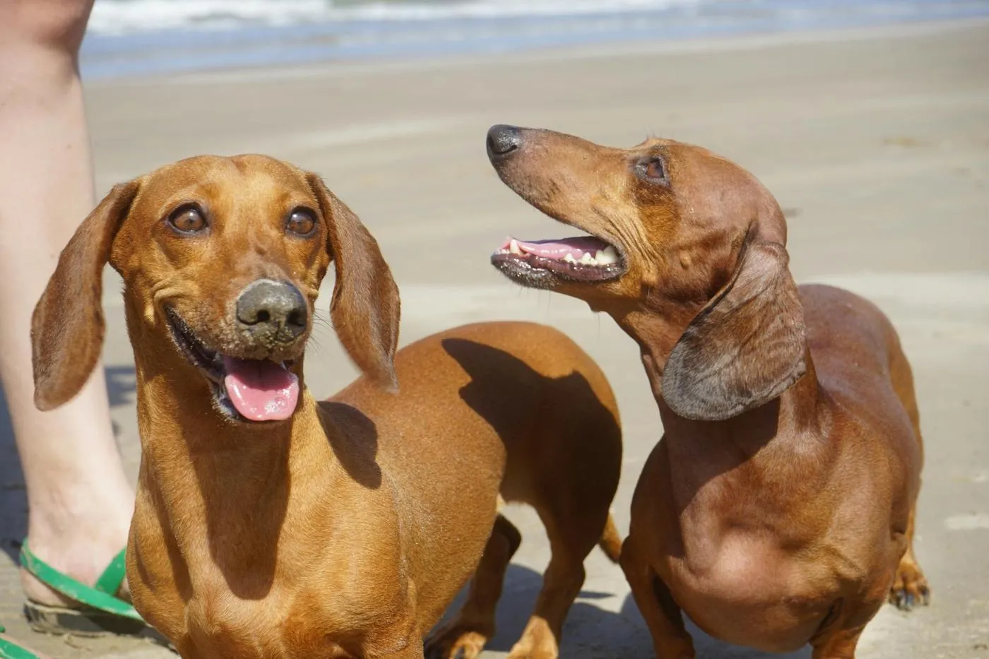Cáncer de piel en perros: cómo prevenirlo en verano y proteger su salud