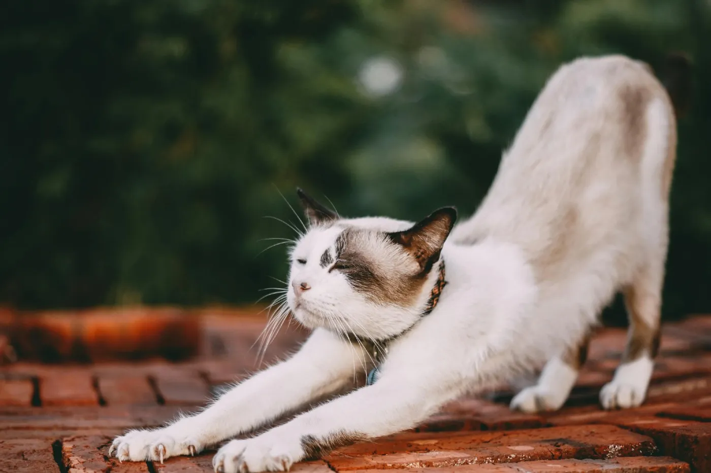 ¿Por qué tu gato se estira cuando te ve?