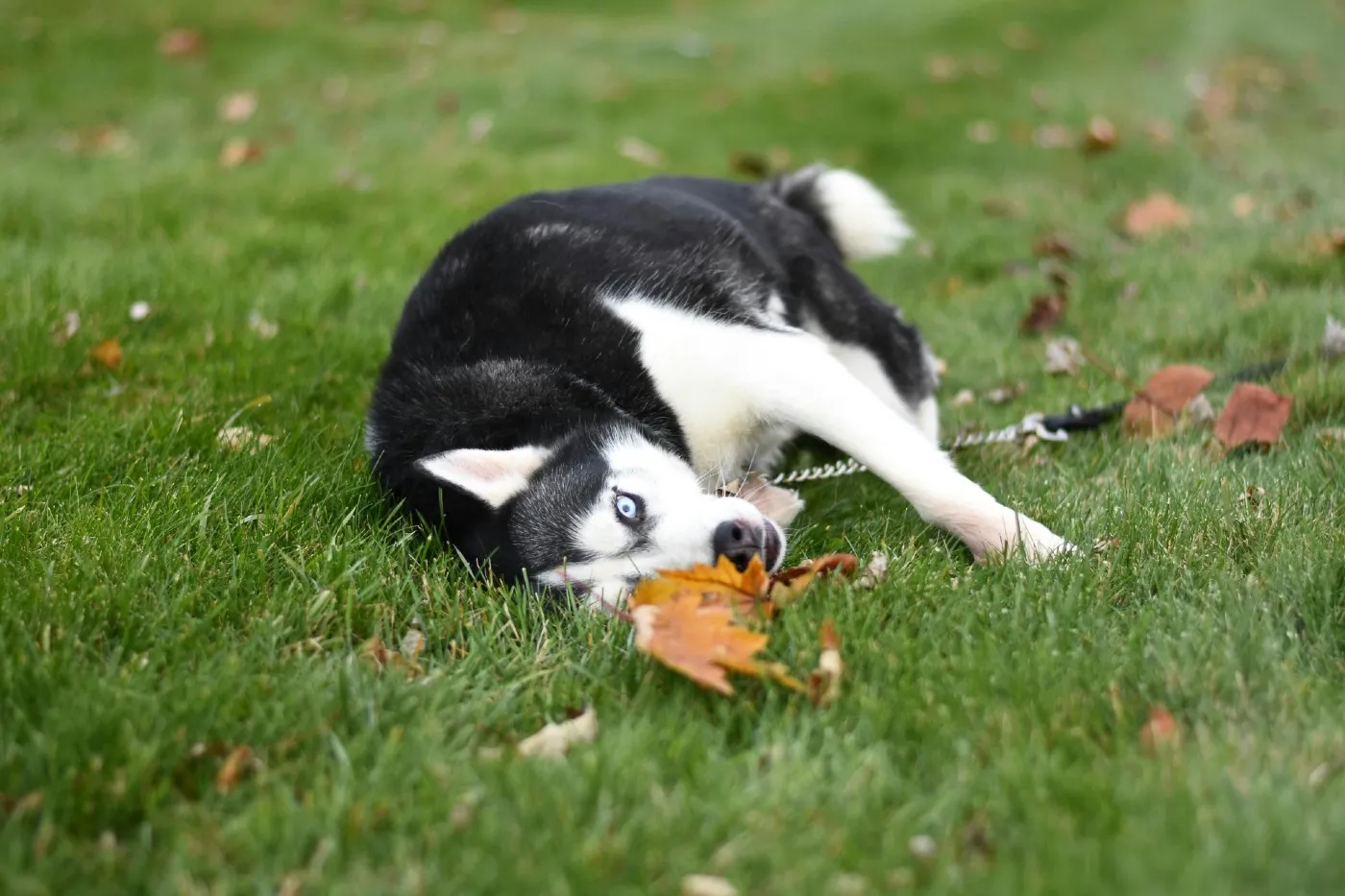 ¿Por qué el Husky se considera la raza con peor comportamiento?
