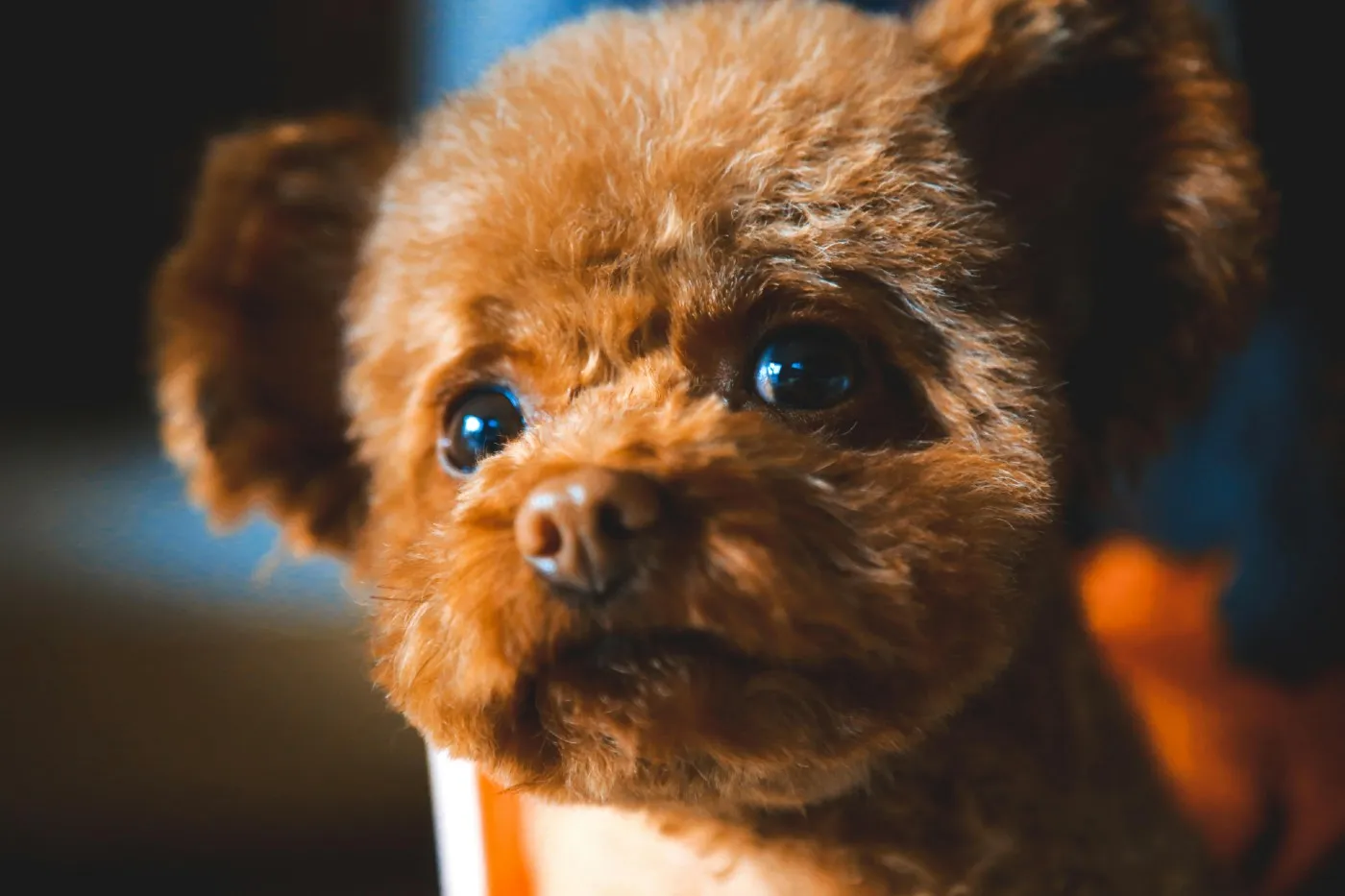 Diferencias entre caniche toy, caniche mediano y caniche gigante