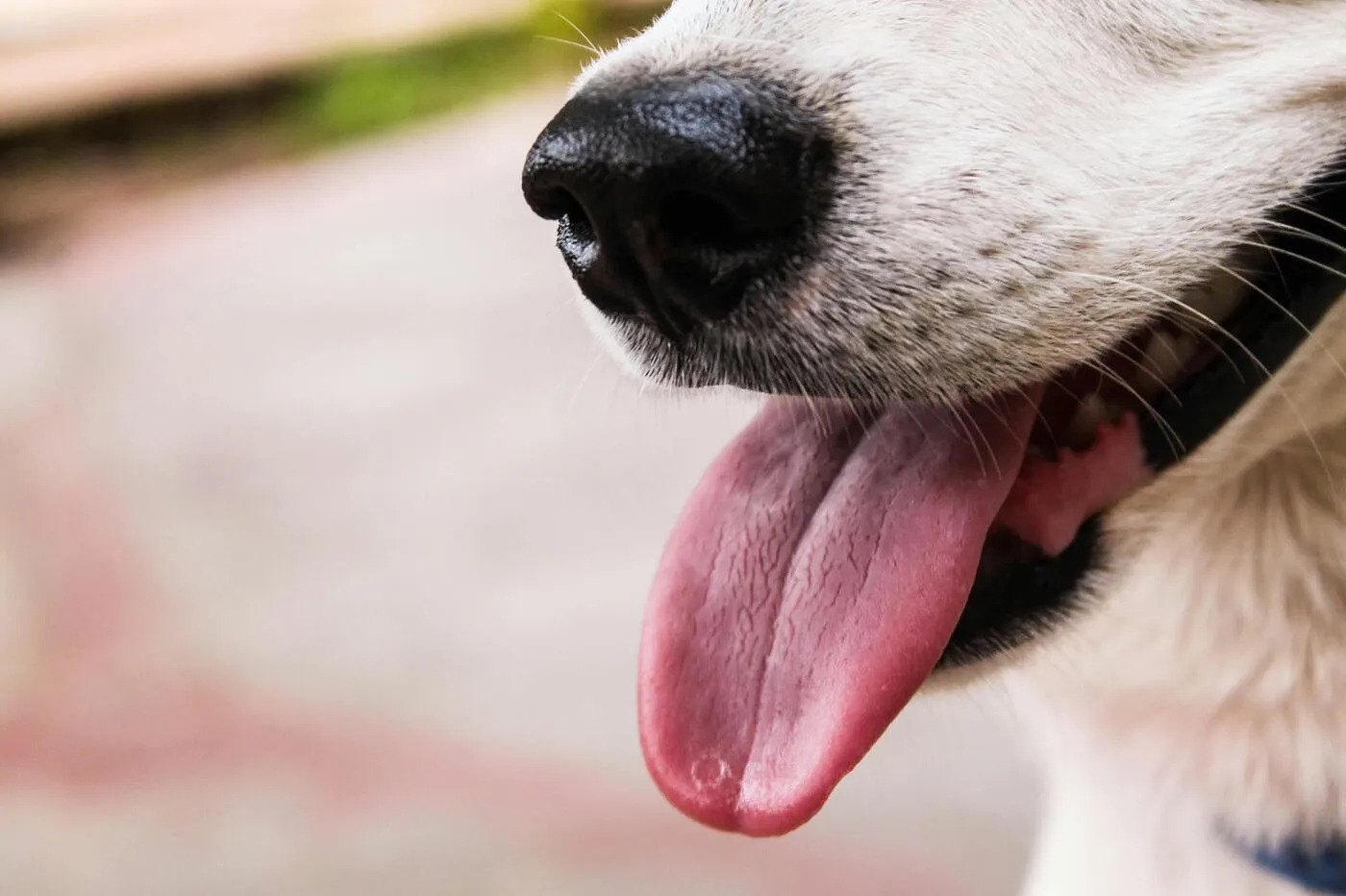 Qué saber antes de contratar un seguro veterinario | Guía para pet parents | Musky