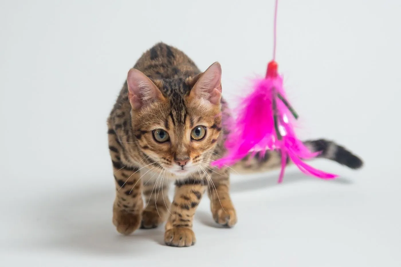 Enriquecimiento animal: bienestar y estimulación para tu mascota