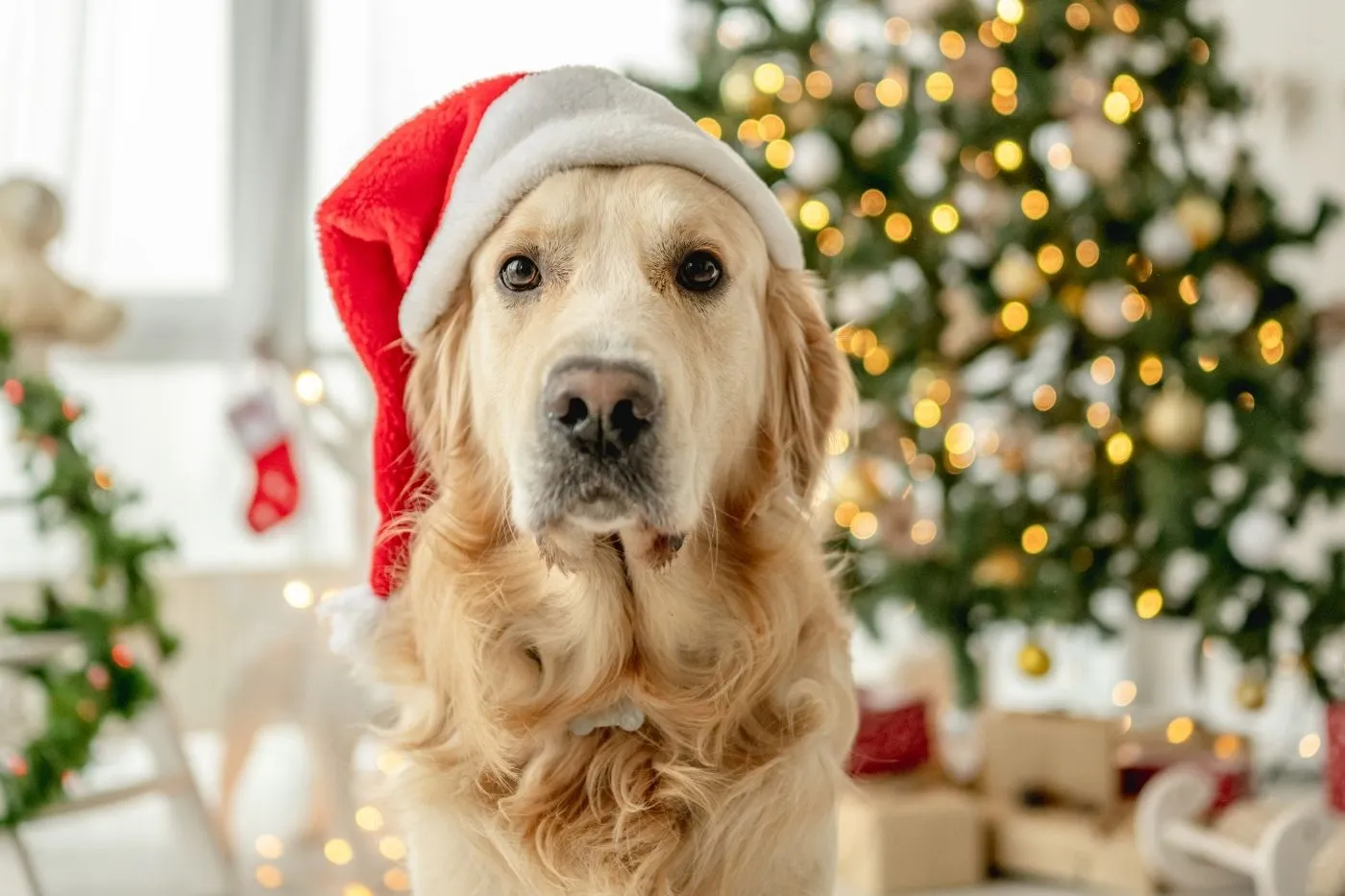Regalo para mascotas | Ideas originales y útiles esta Navidad