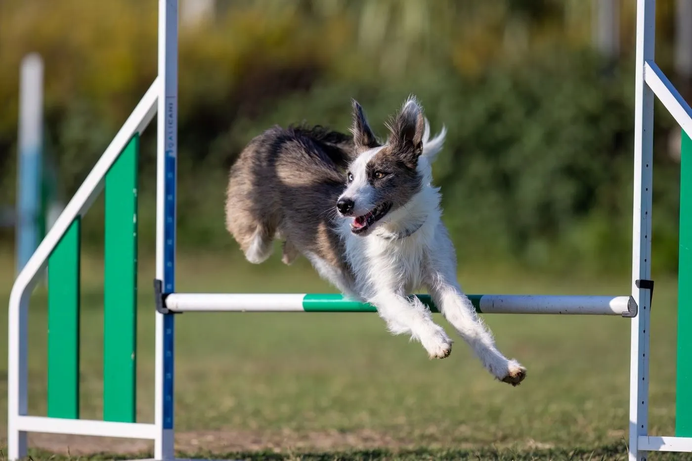 Actividades con mascotas | Ideas para disfrutar juntos