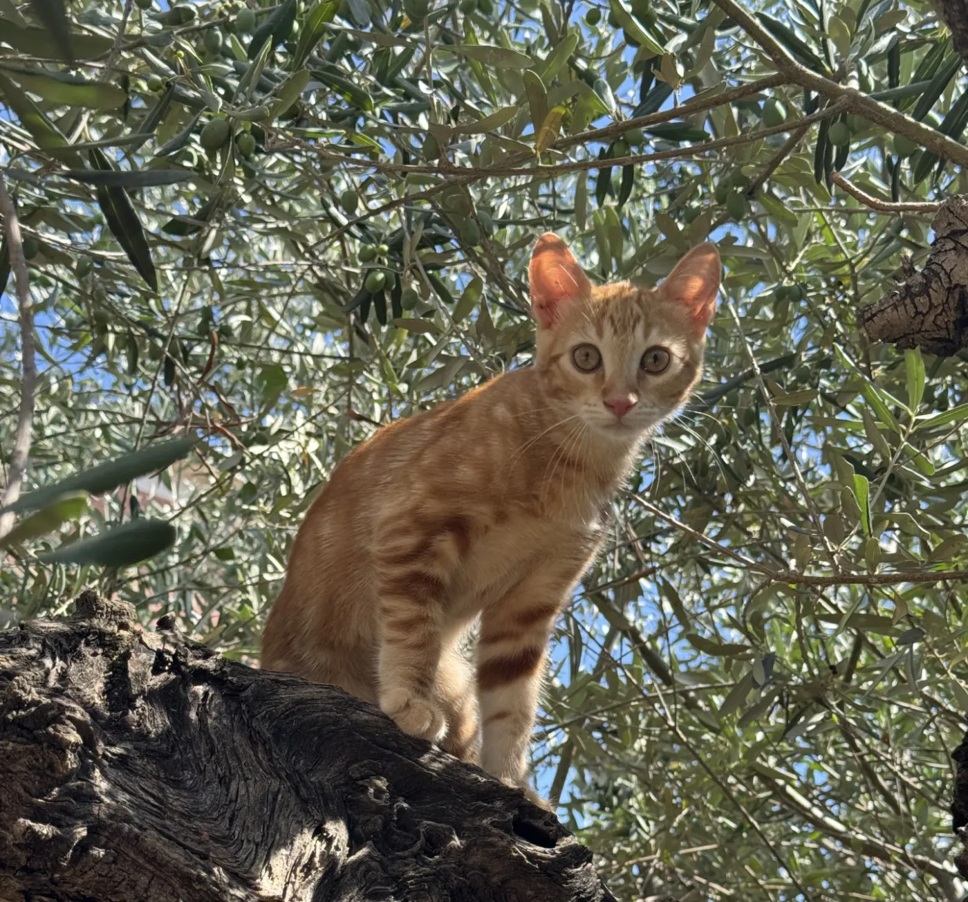 Plantas tóxicas para gatos y perros — guía completa y prevención