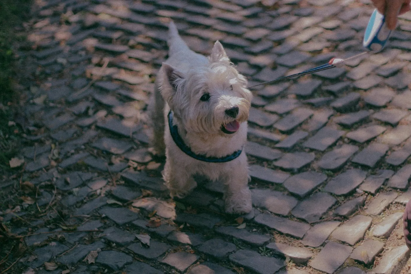 West Highland White Terrier: guía de cuidados, salud y comportamiento