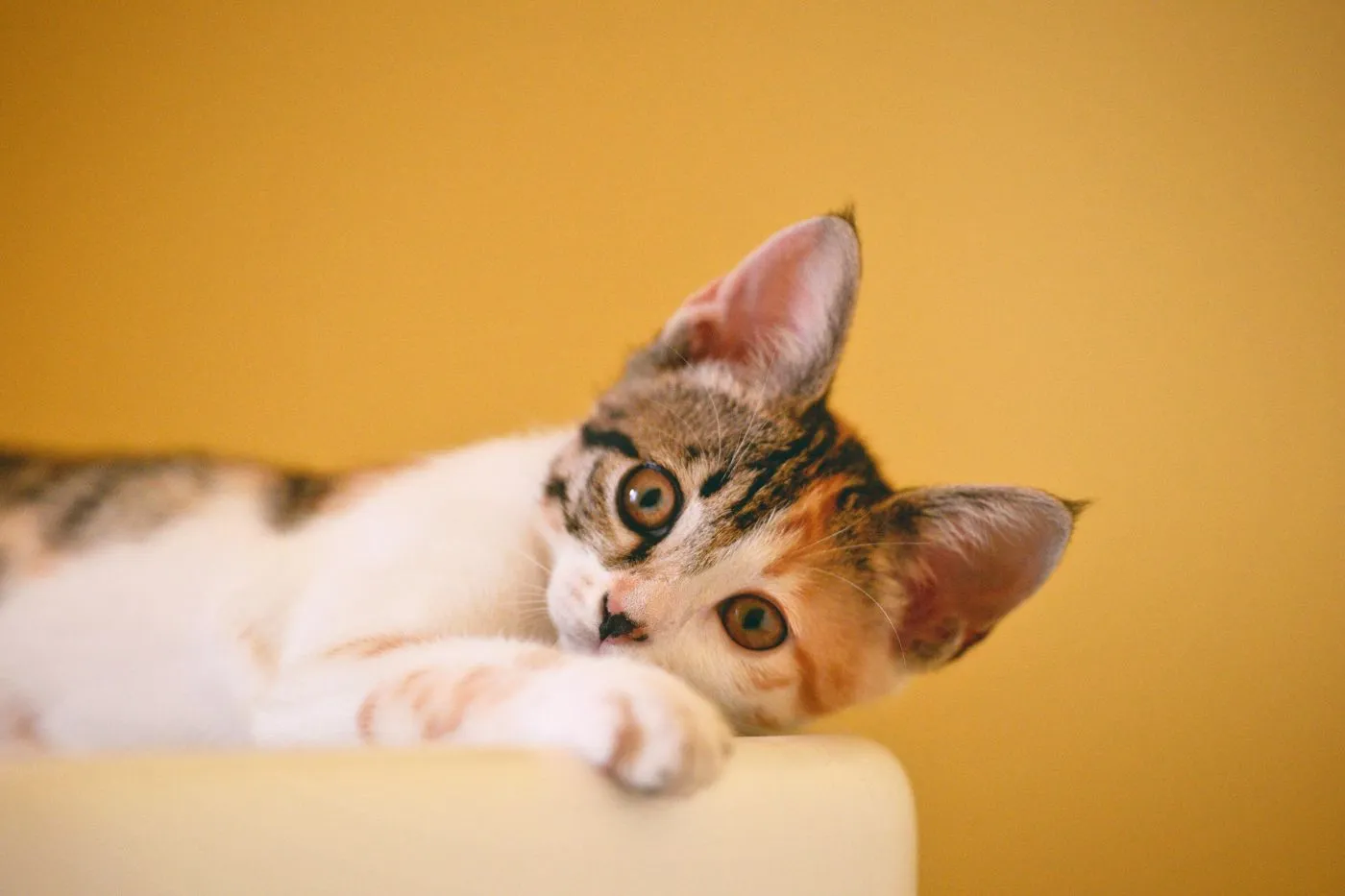 Desparasitar gatos | Guía de Musky para cuidar su salud