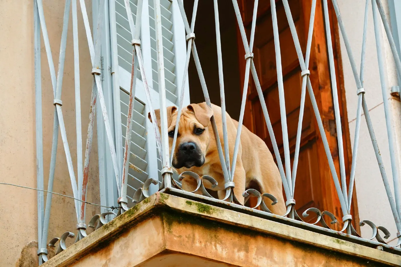 Prohibido dejar perros y gatos en balcones o terrazas | Ley de Bienestar Animal en España