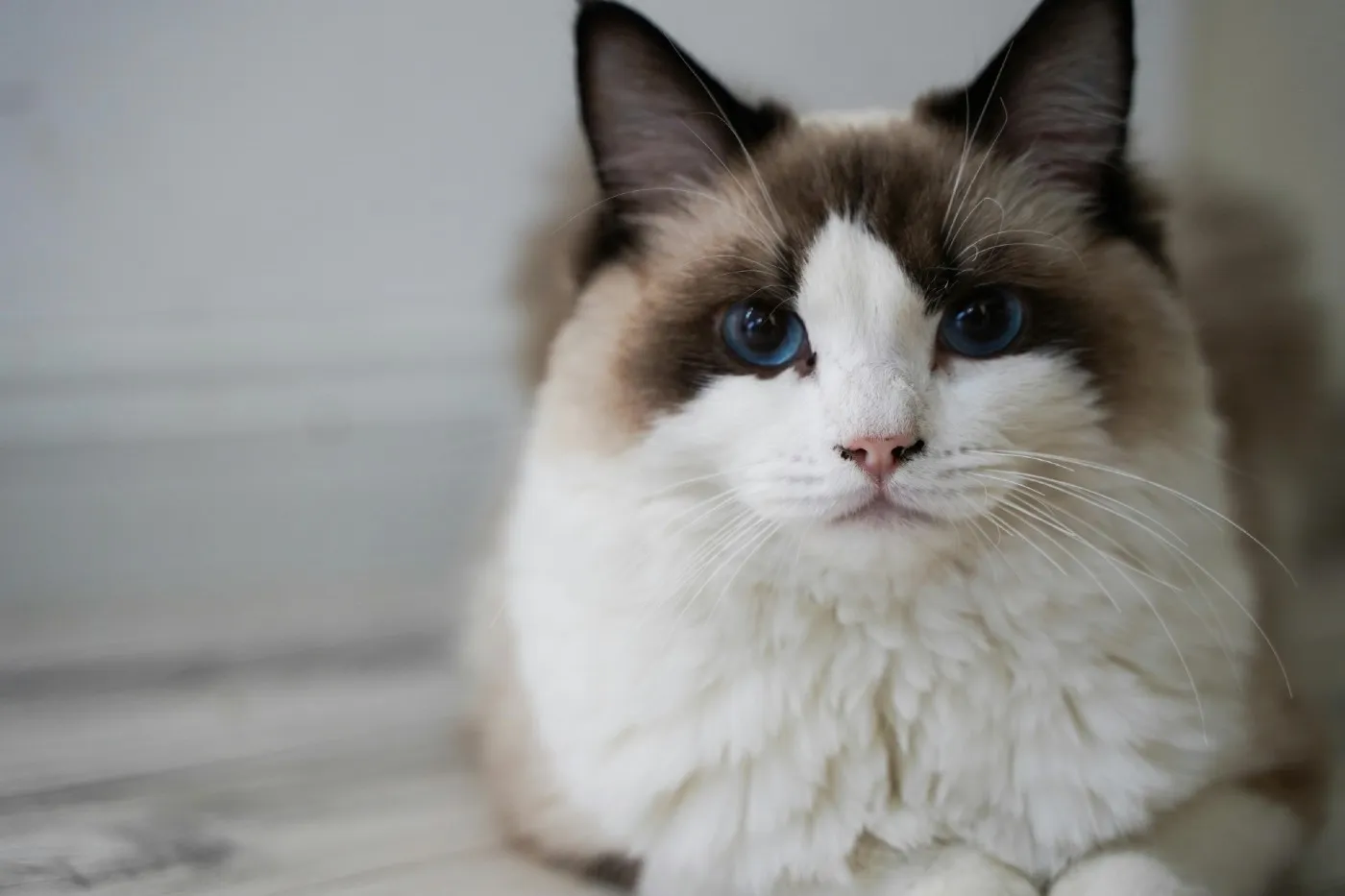 Gato Ragdoll: trastornos de salud y cuidados clave