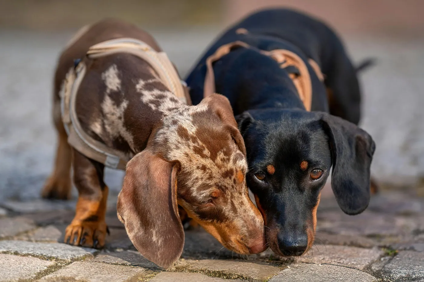 Guía completa de cuidados para tu perro teckel (perro salchicha) | Musky