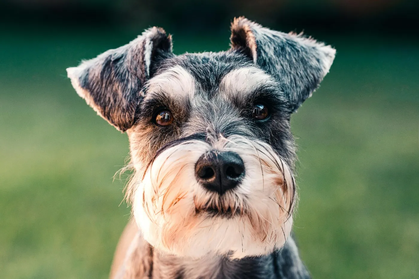 Schnauzer: diferencias entre mini, estándar y gigante | Guía completa
