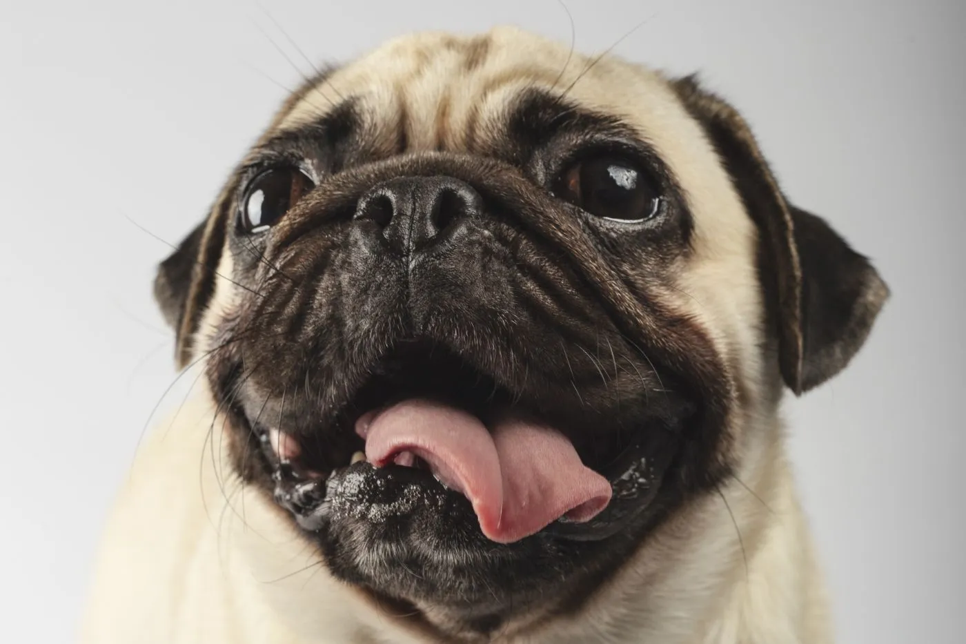 Perro con síndrome de down: mitos y realidades