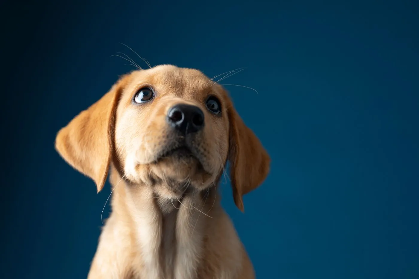 Parvovirus en perros: guía completa