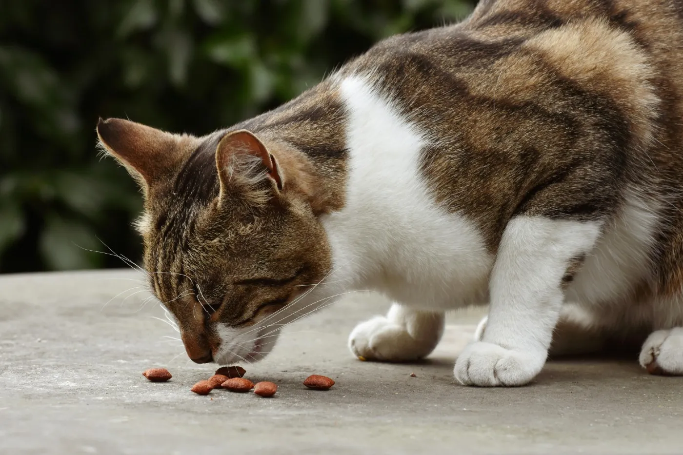 ¿Es bueno racionar la comida a los gatos? Pros, contras y cuándo hacerlo