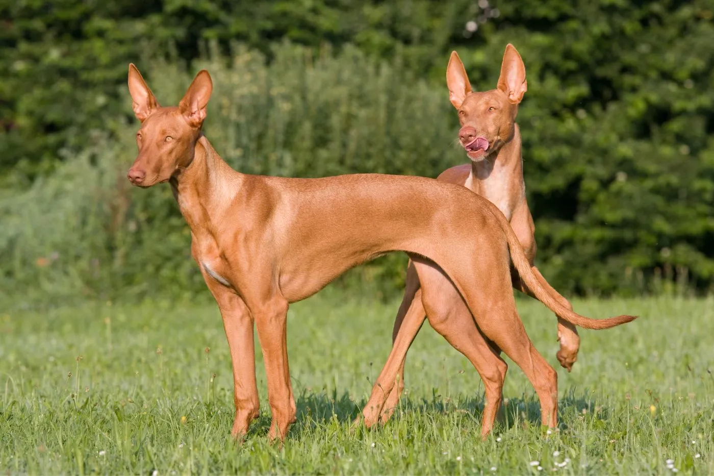 Podenco: tipos, instinto y cuidados | Musky