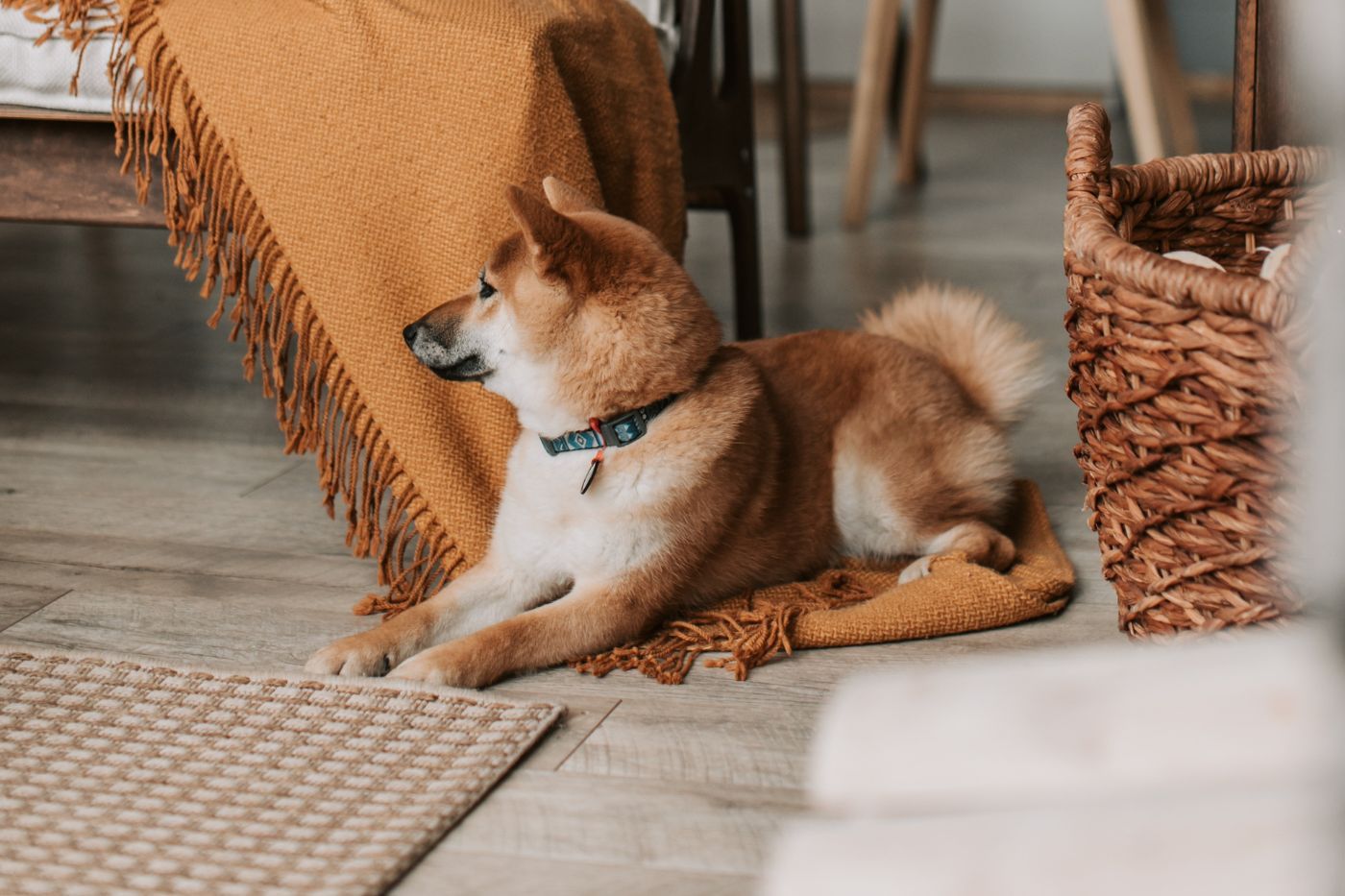 Perro tranquilo en casa tras una visita al veterinario en Zaragoza
