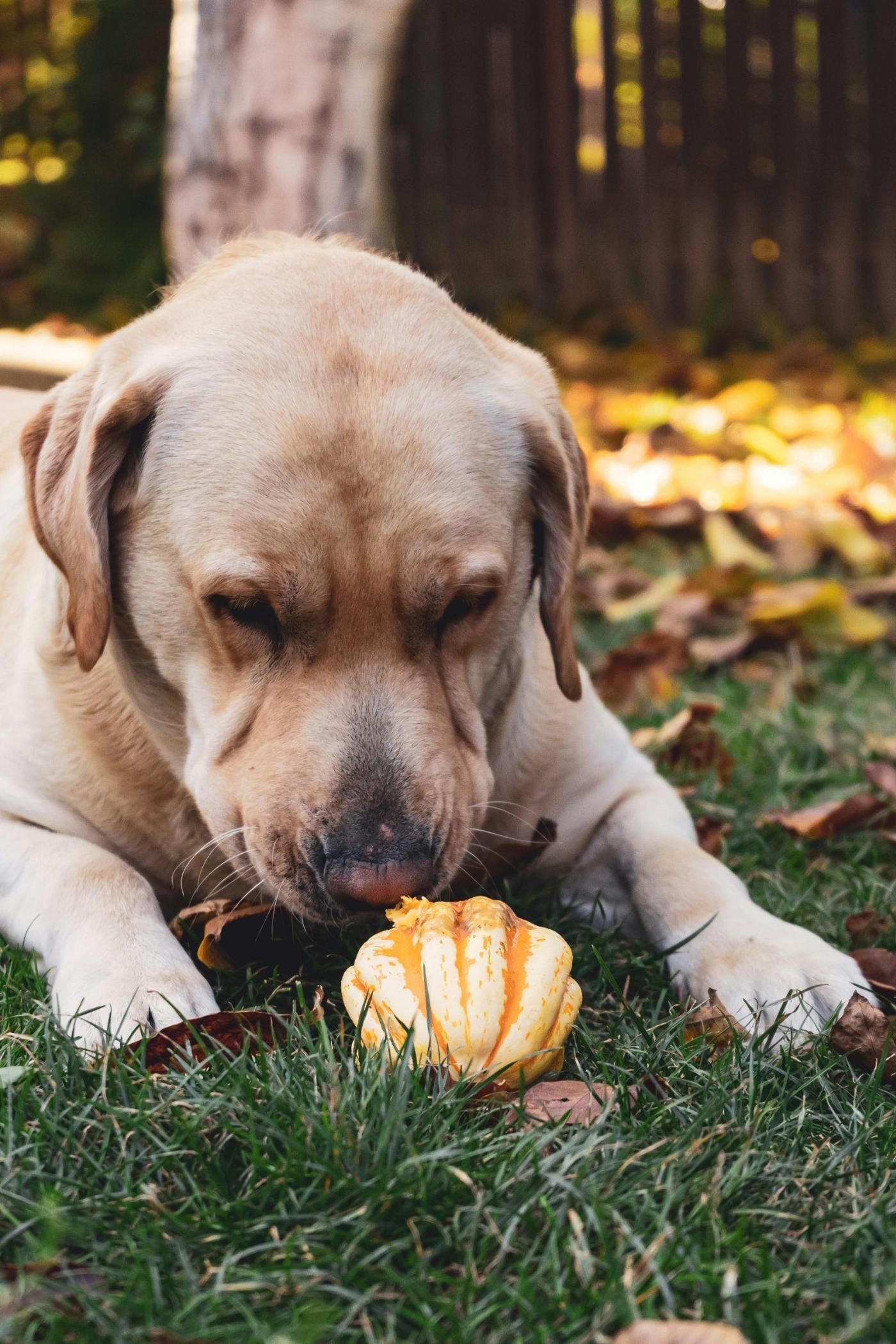 Alimentos tóxicos para perros