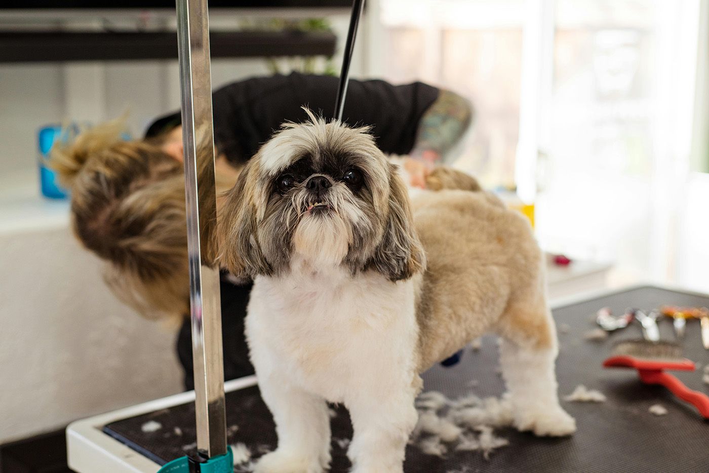Base del cuidado del pelo del Shih Tzu