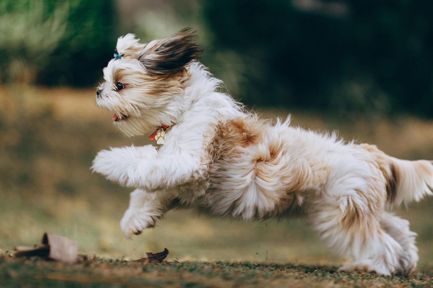 Cómo cuidar el pelo de un Shih Tzu en casa