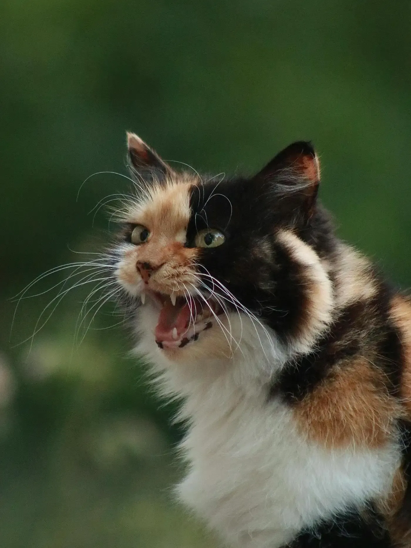 Comportamiento del gato: maullidos y comunicación