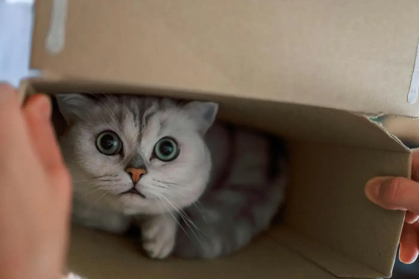 Miedo petardos gatos