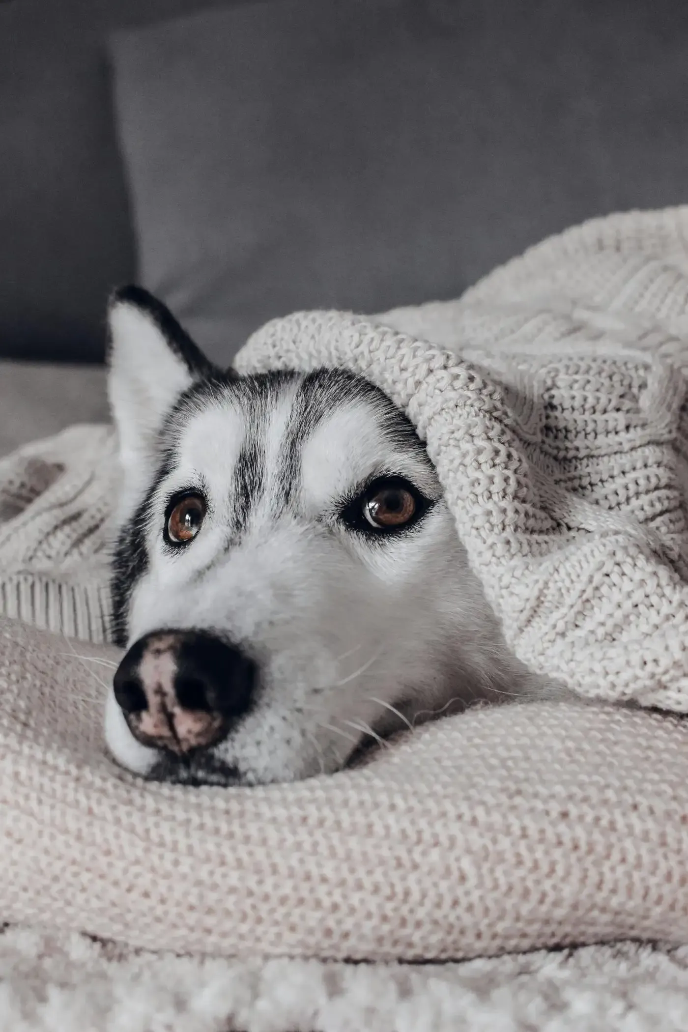 Remedios naturales para perros con miedo a la pirotecnia