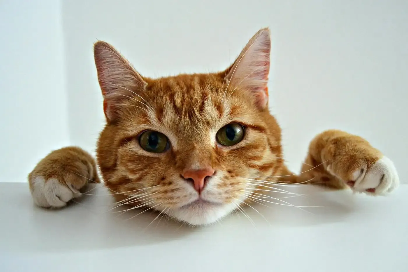 Seguro para gatos