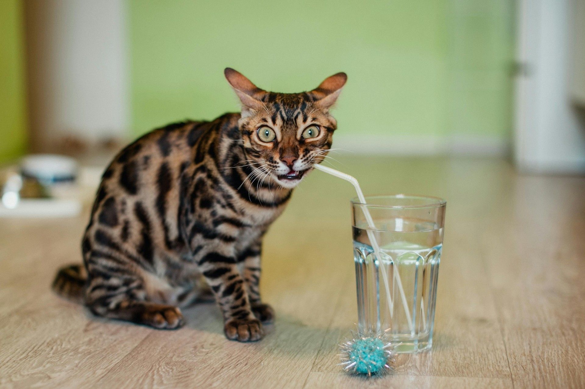 Comida húmeda para gatos beneficios