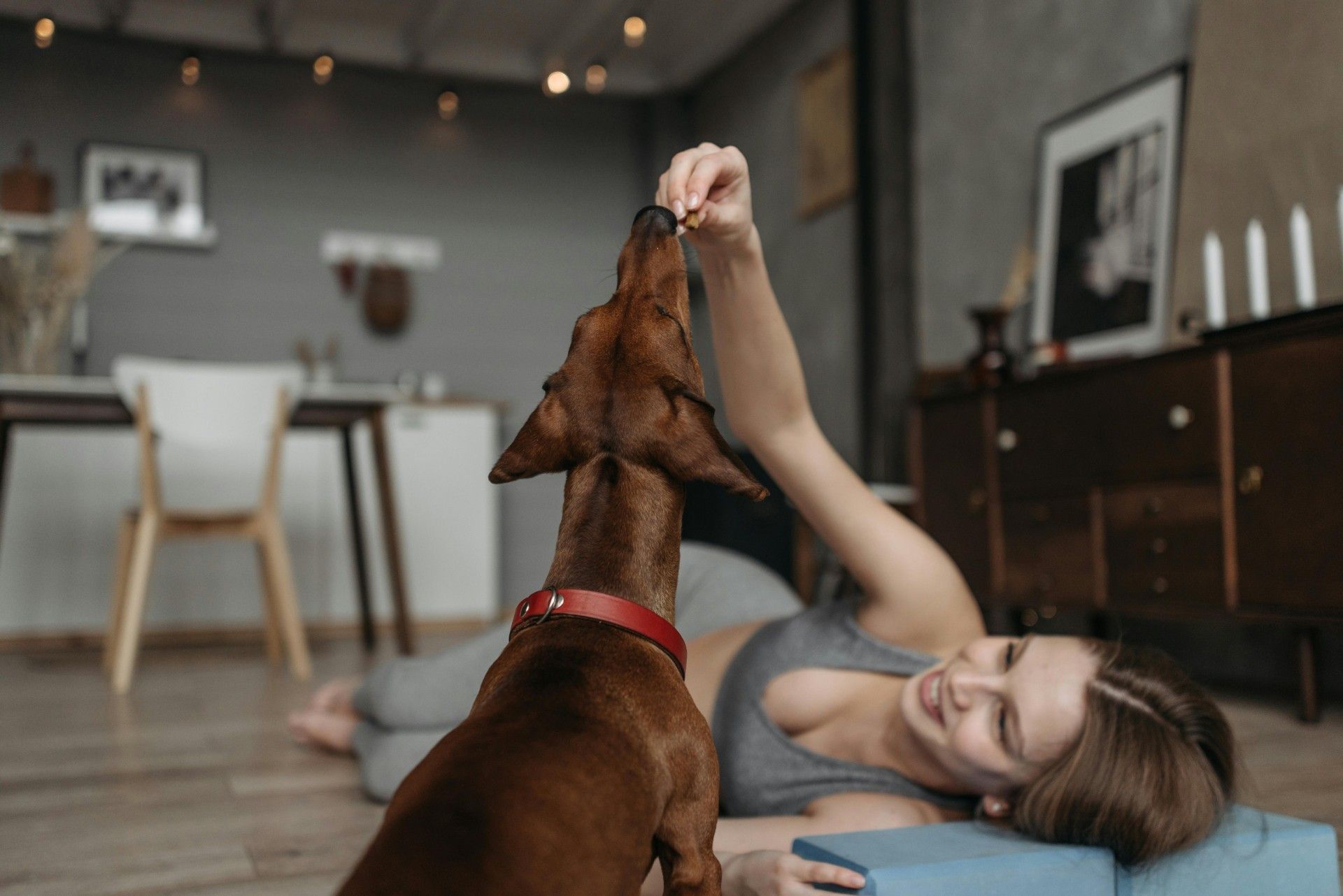 Cómo estimular el apetito de tu perro en verano