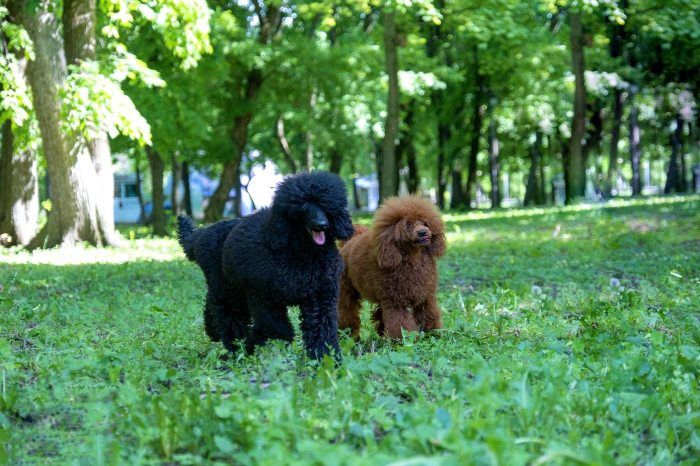 Cuidados de salud preventivos para caniche